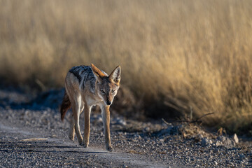 Black-backed Jackal Walking on Road in Etosha © tony