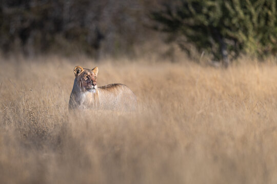 Lioness Standing in Savanna Dry Grass