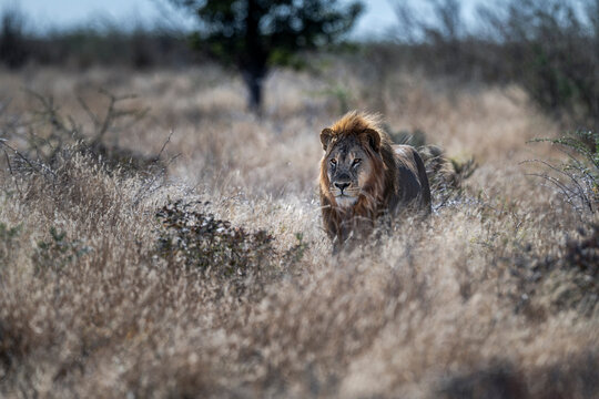 Male Lion Walking through Tall Grass in Savanna