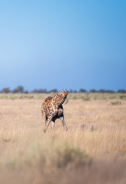 Giraffe Eating from Acacia Tree in Savanna