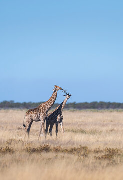 Two Giraffes Feeding in Savanna Plain