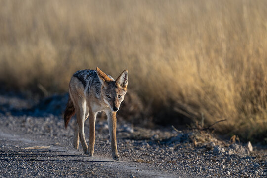 Black-backed Jackal Walking on Road in Etosha
