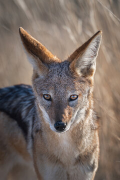 Close-up Portrait of Black-backed Jackal