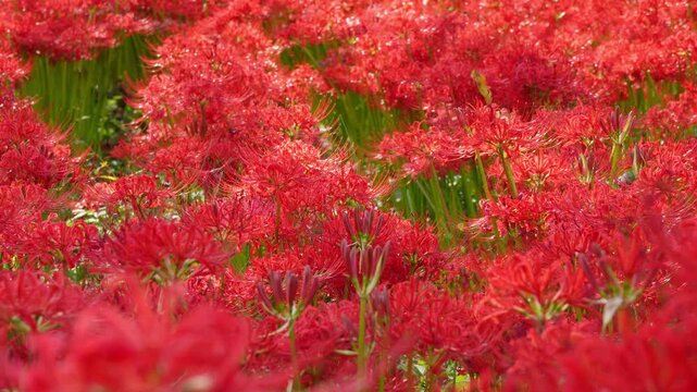 A vast field of blooming red spider lilies (Lycoris radiata) in autumn