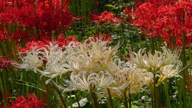 Rare white spider lilies (Lycoris) blooming in a vast field of red spider lilies in autumn