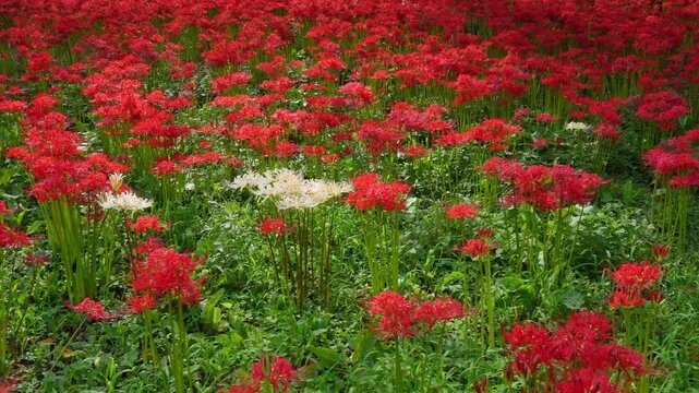 Rare white spider lilies (Lycoris) blooming in a vast field of red spider lilies in autumn