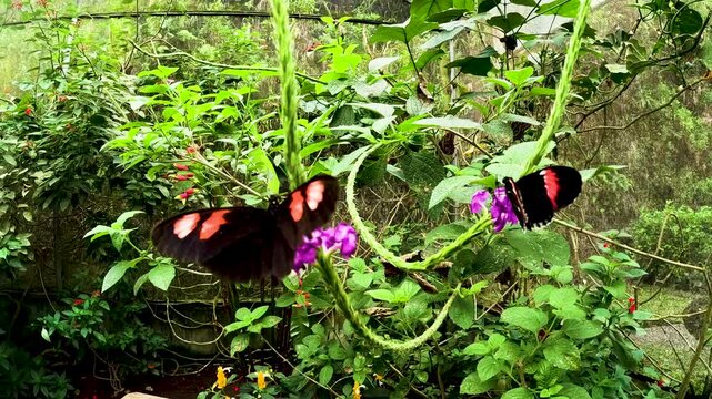 Yellow Butterflies Resting on Green Leaves Inside Tropical Butterfly House, Pollinator Habitat, Insect Biodiversity and Conservation Education Scene