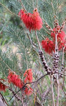 One-sided Bottlebrush (Calothamnus quadrifidus) in flower, South Australia