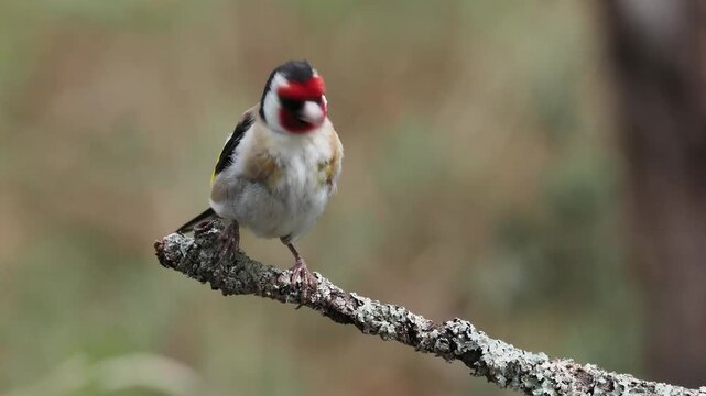Stieglitz auf Ast (Carduelis carduelis)