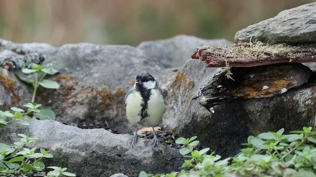 Kohlmeise trinkt (Parus major)