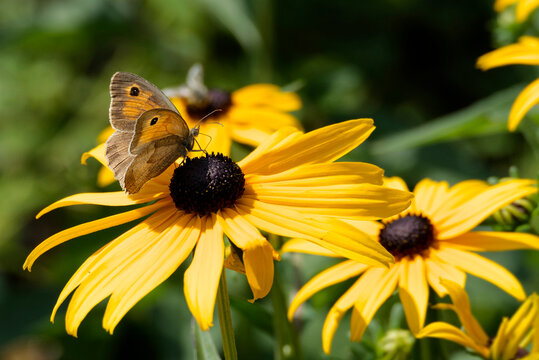 Meadow Brown Butterfly (Maniola jurtina) sitting on a yellow rudbeckia hirta flower in Zurich, Switzerland