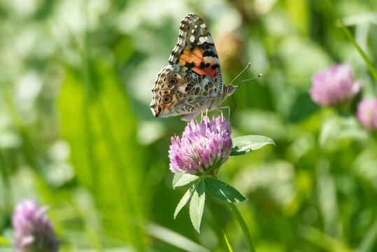Painted Lady (Vanessa Cardui) Butterfly perched on pink flower in Zurich, Switzerland
