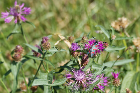 Six-spot Burnet (Zygaena filipendulae) perched on a pink scabiosa in Zurich, Switzerland