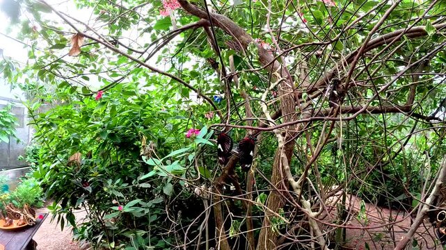 Tropical Butterfly House Pathway with Lush Green Plants, Net Roof, Flowering Shrubs and Conservation Habitat in Ecuador Ecotourism Setting