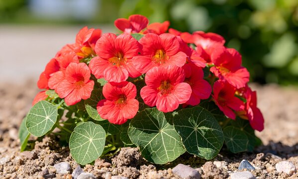 Nasturtium 'Cherry Rose' (Tropaeolum majus nanum) in lean