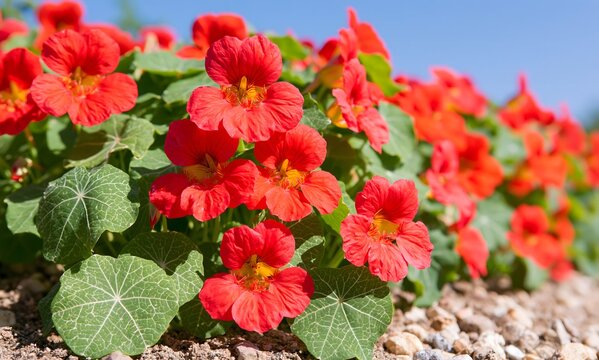 Nasturtium 'Cherry Rose' (Tropaeolum majus nanum) in lean