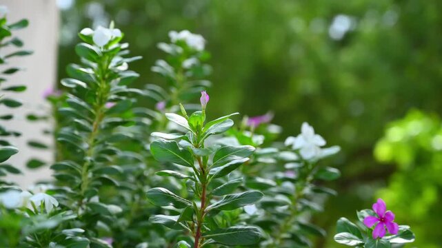 Blooming Pink Periwinkle Flowers (Catharanthus Roseus) with Green Leaves in Garden Natural Floral Background 4K Footage