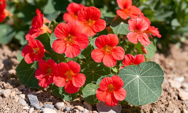 Nasturtium 'Cherry Rose' (Tropaeolum majus nanum) in lean