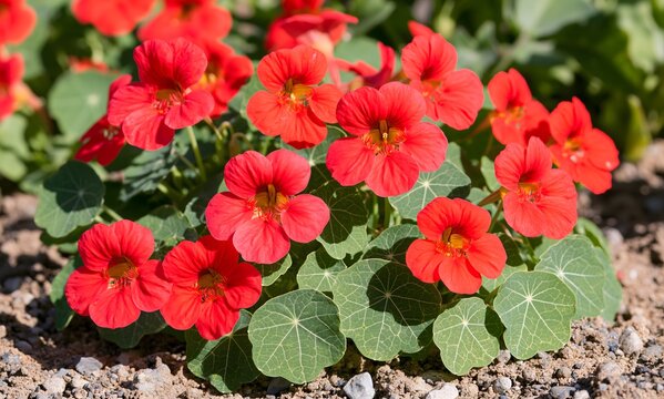 Nasturtium 'Cherry Rose' (Tropaeolum majus nanum) in lean