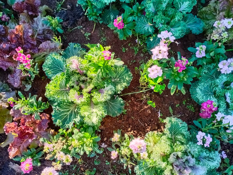 Close up Fresh beautiful cabbage agriculture vegetables with colorful flowers meadow in natural sunlight 