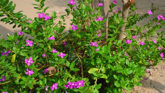 Blooming Pink Periwinkle Flowers (Catharanthus Roseus) with Green Leaves in Garden Natural Floral Background 4K Footage