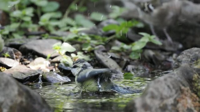 Blaumeisen baden (Cyanistes caeruleus)
