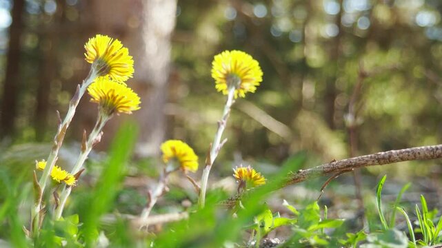 Tussilago farfara, coltsfoot, plant in tribe Senecioneae family Asteraceae. Yellow flowers, which superficially resemble dandelions, bear scale-leaves on long stems in early spring. Zlatibor, Serbia.