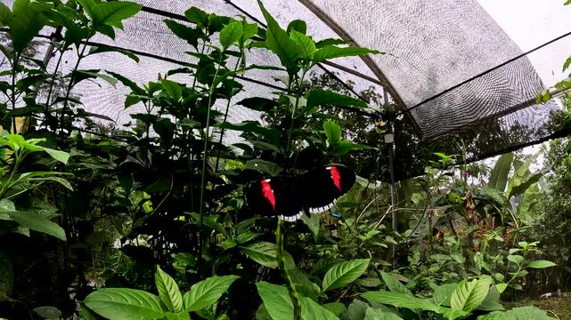 Red and Black Butterfly Inside Tropical Butterfly House in Ecuador, Green Leaves, Net Roof, Pollinator Habitat, Insect Biodiversity and Conservation Education Scene