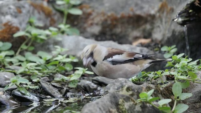 Kernbei&szlig;er trinkt (Coccothraustes coccothraustes)