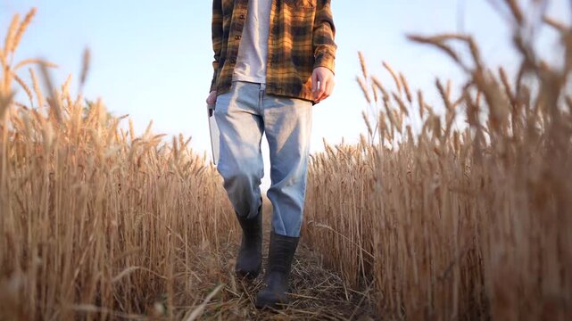 A man walks through a wheat field, observing the golden wheat surrounding him. The man, dressed in boots, takes careful steps among the tall wheat stalks.
