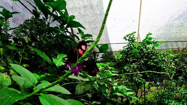 Butterflies Feeding on Purple Flowers Inside Tropical Ecuador Butterfly House, Pollinator Garden, Lush Green Plants and Biodiversity Conservation Scene