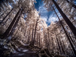 Obraz premium Surreal infrared landscape photography of a winding path through a forest with bright white foliage and a deep blue sky