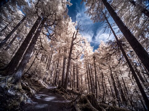 Surreal infrared landscape photography of a winding path through a forest with bright white foliage and a deep blue sky