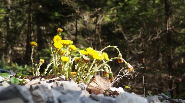 Tussilago farfara, coltsfoot, plant in tribe Senecioneae family Asteraceae. Yellow flowers, which superficially resemble dandelions, bear scale-leaves on long stems in early spring. Zlatibor, Serbia.
