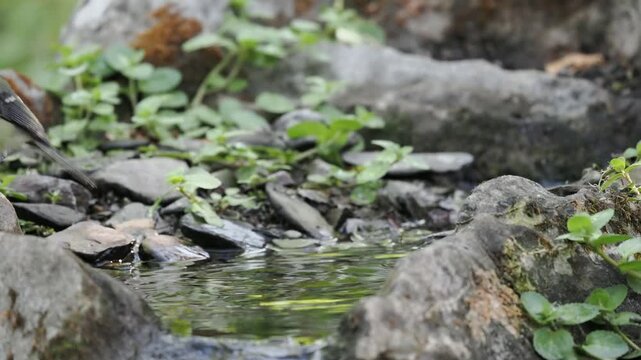 Kohlmeise badet (Parus major)