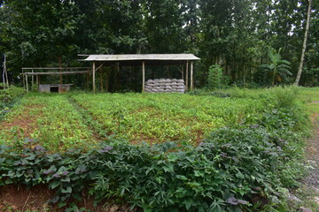 Fresh green plants grow in neat rows across fertile soil. Simple wooden shelter stands behind stacked sacks. Lush forest surrounds the cultivated plot. Farmers nurture crops in a quiet rural setting © Fajar