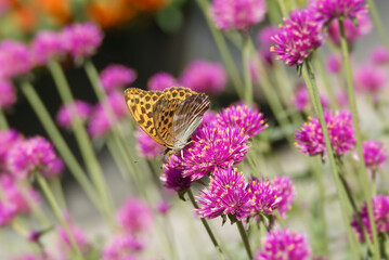 Silver-washed fritillary (Argynnis paphia) Butterfly sitting on a pink flower in Zurich, Switzerland © Janine