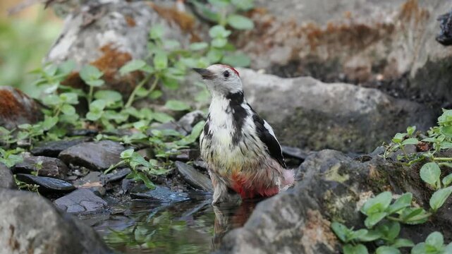 Mittelspecht am Vogelbad (Leiopicus medius),