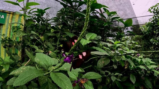 Butterfly House Interior in Ecuador with Black and Pink Butterflies, Tropical Plants, Greenhouse Netting and Insect Conservation Habitat