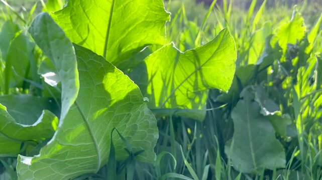 Broad burdock leaves backlit by low sun in a spring meadow, low-angle view with glowing translucent foliage, tall grass and soft bokeh background
