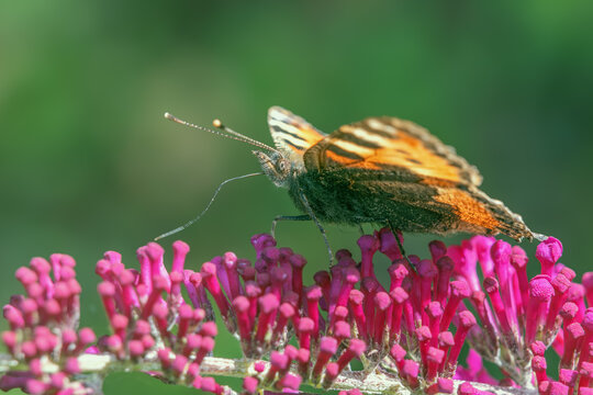  Rusałka pokrzywnik (Aglais urticae)