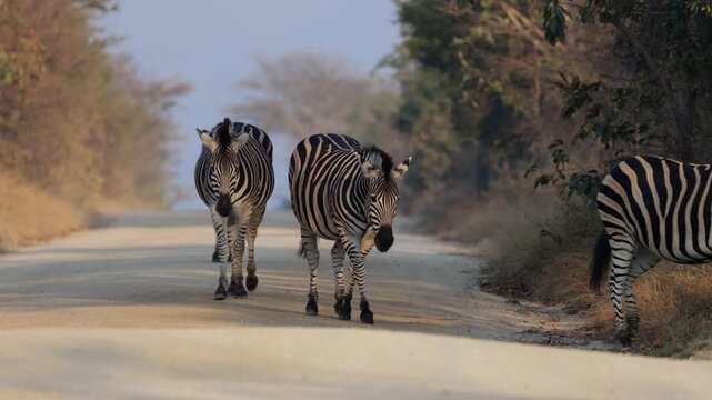a herd of zebras approaching on the road