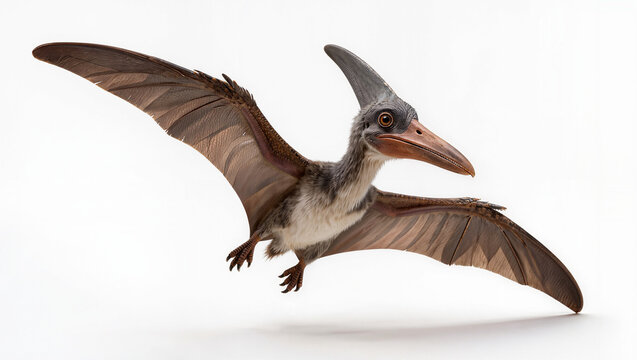 Realistic Pteranodon Isolated on Seamless White Studio Background
