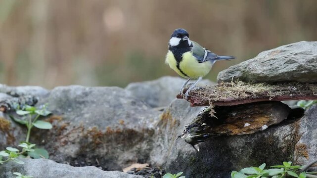 Kohlmeise trinkt (Parus major)