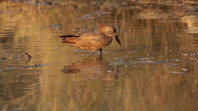 hamerkop fishing at the drying waterhole