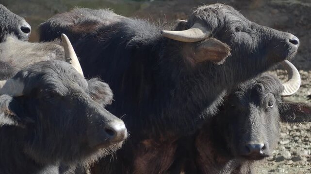Buffaloes gather in a farm area on a sunny day