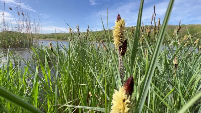 Flowering lakeside sedge (Carex) with cream anthers and dark spikelets swaying in the breeze, revealing blue rippled water and rocky green hills behind