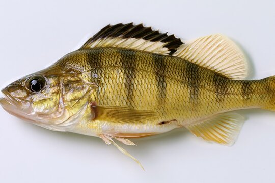 Detailed yellow perch fish with striped scales and sharp fins on a clean white background for angling and natural history education