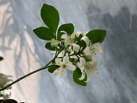 White orange jasmine flowers on a slender branch against a soft neutral wall, offering copy space for botanical advertising, greeting cards, wellness, fragrance, and clean design.