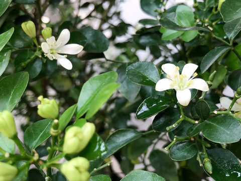 Two white orange jasmine flowers surrounded by many green buds and glossy foliage, ideal for growth, anticipation, gardening, botanical, and fresh nature concepts.